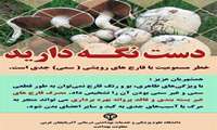 توصیه‌های مهم برای پیشگیری از مسمومیت با قارچ 